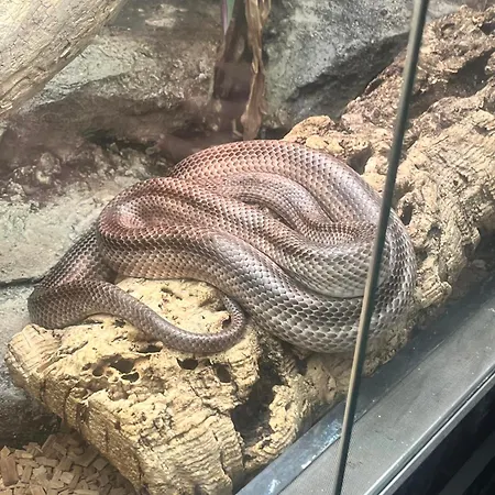 Lumineux Et Proche De Avec Balcon Et A Cote Du Bois