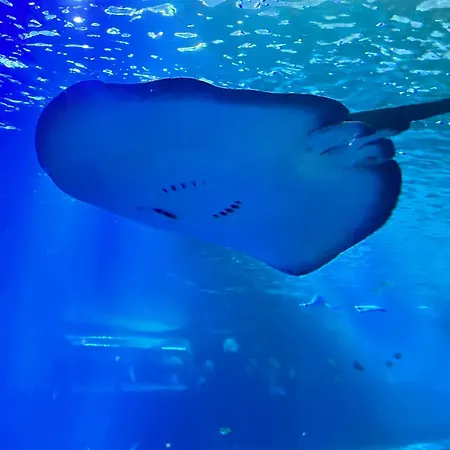 Apartament Lumineux Et Proche De Avec Balcon Et A Cote Du Bois