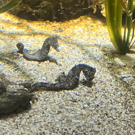 Lumineux Et Proche De Avec Balcon Et A Cote Du Bois Boulogne-sur-Mer