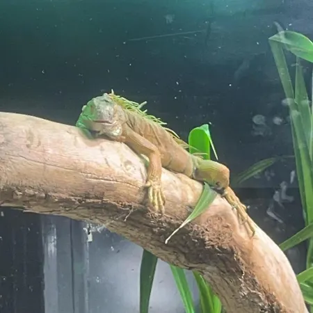Lumineux Et Proche De Avec Balcon Et A Cote Du Bois Boulogne-sur-Mer