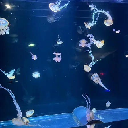 Apartament Lumineux Et Proche De Avec Balcon Et A Cote Du Bois Boulogne-sur-Mer